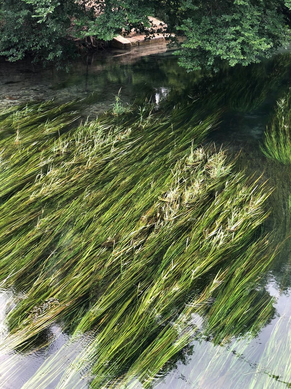Texas wild rice floating in harmony with the water. (Charlotte Scott/Spectrum News 1)